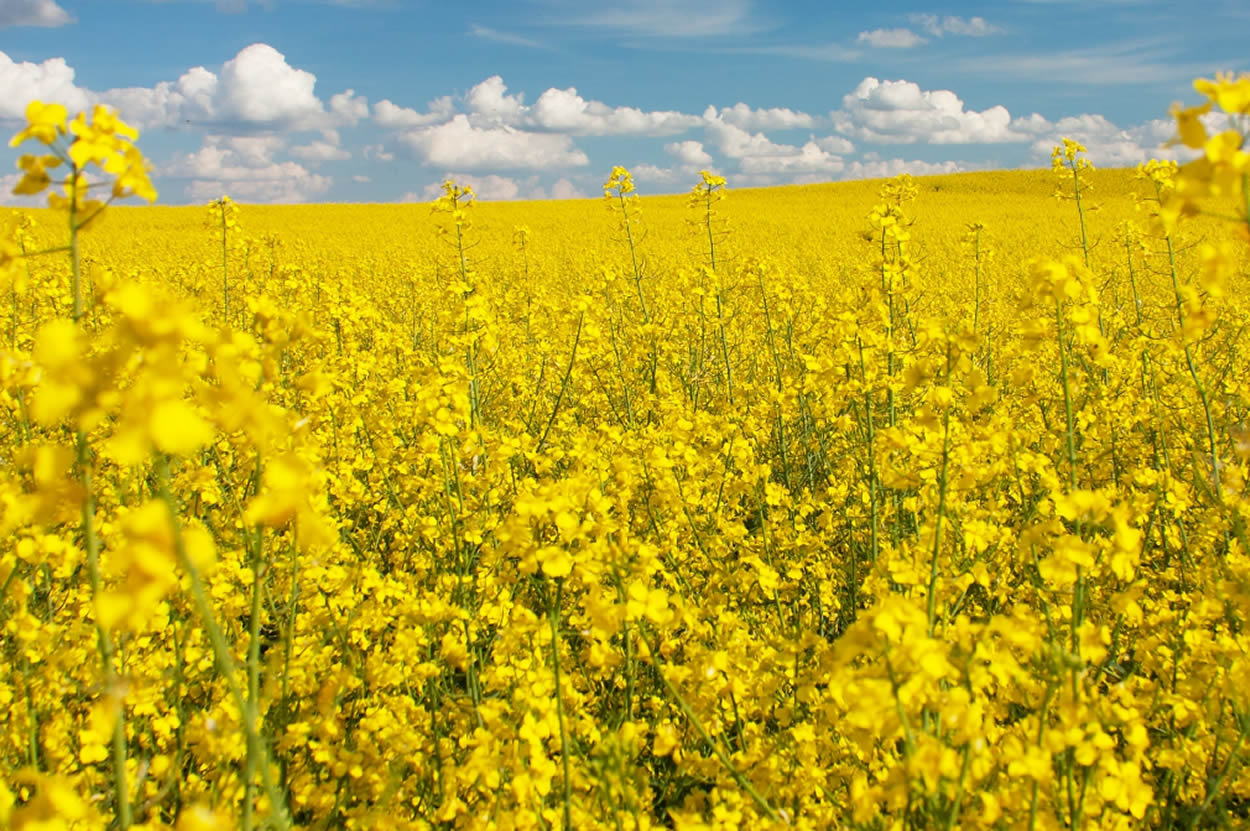 New Canola Cultivars - Australian Oils Research